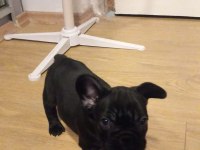 2 aylık french bulldog