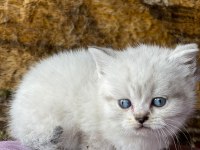 FULL ORJİNAL LYNX POİNT BRİTİSH SHORTHAİR