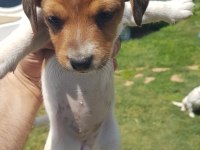 Show Kalite Fırlama Jack Russell Terrier Yavruları