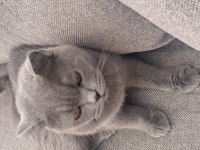 Scottish Fold Kedimizi Sahiplendiriyoruz