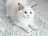 Asil Karakterli Full Şecereli Ragdoll Yavrular