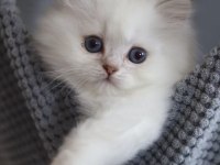 BRİTİSH LONGHAİR YAVRU KEDİMİZ