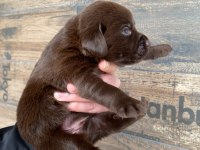 Safkan labrador yavruları