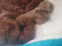 Teacup poodle küçük boy bebeklerim