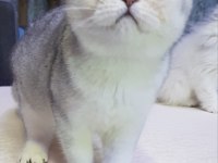 Scottish fold safkan yavrular