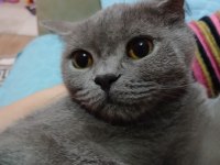 Yetişkin British Shorthair