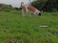 Toprağa Yuva arıyoruz terrier köpeğime