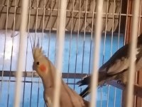 Ev besleme sultan papağanı bebekler
