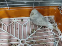 Bir çift jumbo muhabbet kuşum var satılıktır