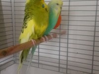 Jumbo takım muhabbet kuşu