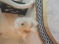 Sahiplendirilecek maltese köpeğimiz
