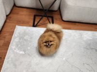 DİŞİ TÜRKİYEDEKİ EN İYİSİ POMERANİAN