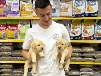Golden Retriever Yavrularımız Evinize Neşe Katacaktır