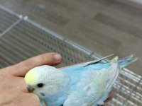 Alıştırmalık Rainbow Muhabbet Kuşu Yavrular