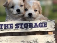 Erkek maltipoo yavrumuz