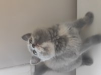 2 aylık british shorthair yavrular