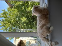 Sakin uysal bir exotic shorthair kedidir