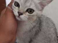 BRİTİSH SHORTHAİR YAVRUMU SAHİPLENDİRİYORUM