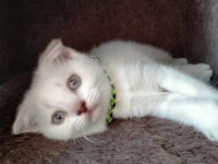 Kızımız yeni yuvasını arıyor scottish fold