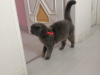 Uysal Scottish Fold Kedim