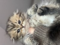 Scottish longhair silver