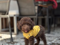 Çikolata Toy Poodle Yavrumuz