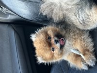 Teddy Bear pomeranian boo