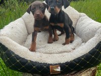 Gücün Ve Asaletin Buluştuğu Doberman Yavrular