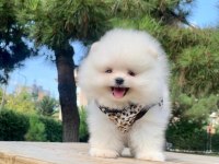Sevimli Pomeranian Boo Yavrularımız