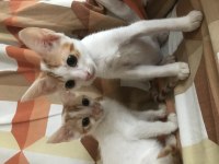 Acil yuva veya müsait bahçe aranıyor kedimize