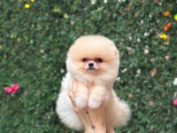 SAĞLIK VE IRK GARANTİLİ POMERANİAN KÖPEKLER