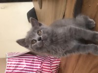 Kaliteli Yavru kedim Son Çok çok uyguna vereceğim