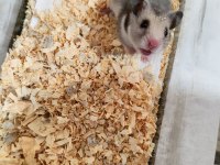 Tam takım hamster