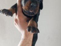 DEV DOBERMAN YAVRULARI KİNG KALİTELİ KAN