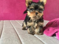 Micro teacup kore Türkiyede tek yorkshire terrier