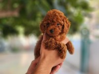 KORE DİŞİ VE ERKEK TOY POODLE YAVRULARIMIZ