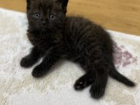 Kendi kedilerim oyuncu ve çok tatlı scottish fold