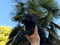 Teacup Poodle Özel Renk