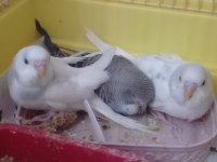 Yeni yem yemeye başladı muhabbet kuşumuz