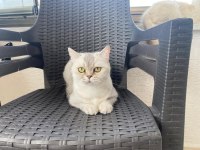 Ücretsiz Sahiplendirilecek British Shorthair