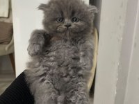 British longhair 1 aylık kedimiz