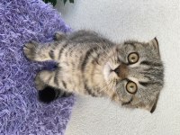 2.5 aylık scottish fold