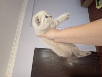 Minik scottish fold bebekler ilanda