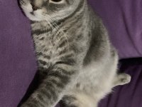 Scottish fold erkek kedimiz
