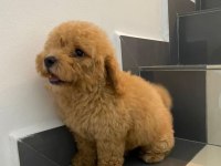 DÜNYA TATLISI MALTİPOO YAVRULARI