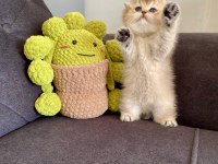 Sakin İnsan Canlısı British Shorthair Gold Yavrularımız