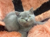 Scottish Fold ve British yavrularımız
