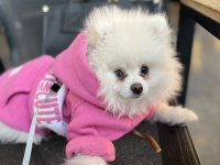 Pomeranian köpek 4AYLIK
