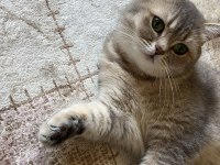 3 yaşında british shorthair dişi