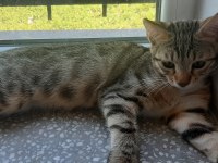 BU TATLI YAVRU KEDİMİZE YUVA ARIYORUZ